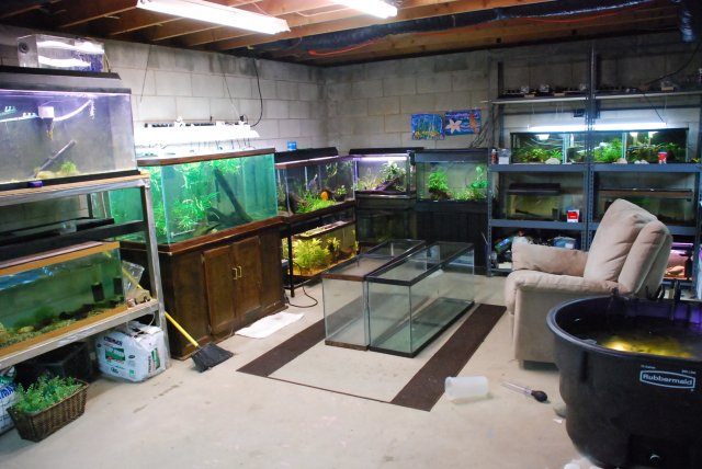 Wood Fish Tank Stands. on some fish tank stands!