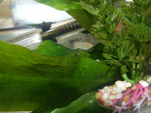 fantail goldfish eggs pictures. of the eggs and the tank.