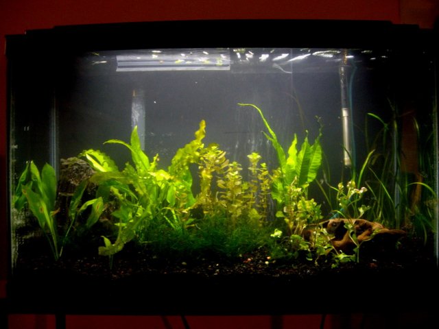 goldfish planted tank. LowTech Planted Tank: Starter Plants for Goldfish