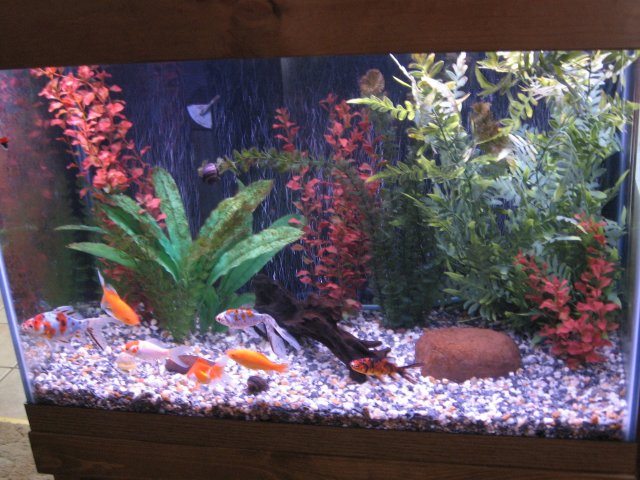 goldfish tank size. JPG‎ Views: 7 Size: 125G- Goldfish tank. 65G- Native Sunfish 20 long- Cory#39;s