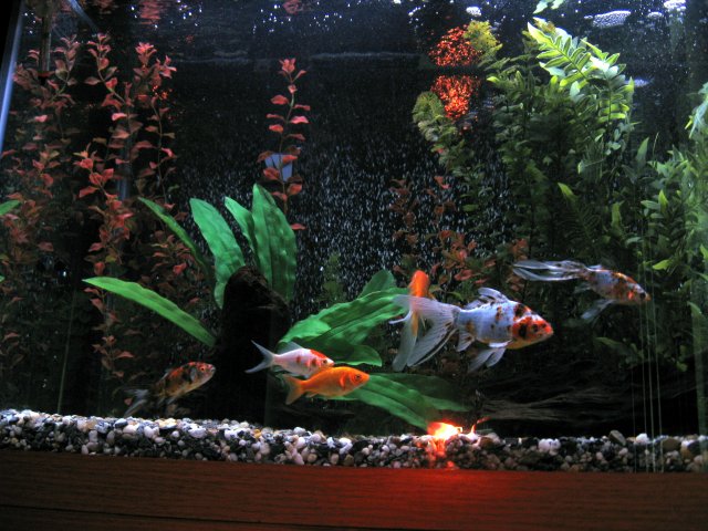 goldfish tank size. JPG‎ Views: 7 Size: 125G- Goldfish tank. 65G- Native Sunfish 20 long- Cory#39;s