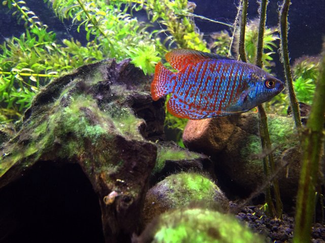 gouramis petsmart anabantids or
