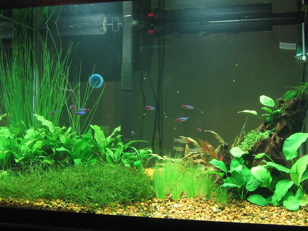 6856d1206494944-20-gallon-high-tech-new-lights-img_1347.jpg