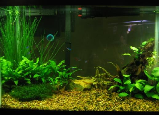 6965d1207106797-20-gallon-high-tech-new-lights-fish-002.jpg