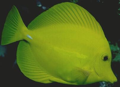 yellowtang.jpg