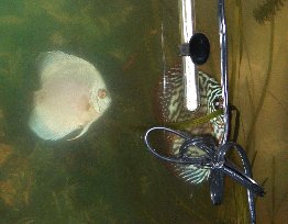 discus pair4.jpg
