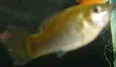 dsc00519a.jpg