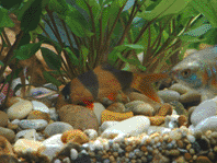 dscf0010.gif