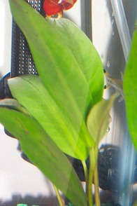 plant-leaves18k.jpg