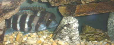 m-f frontosa-pleco.jpg
