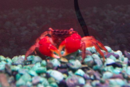 crab4-20k.jpg