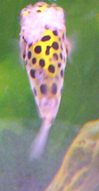 pufftop3 copy.jpg