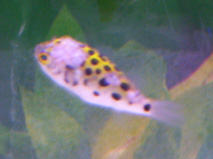 puff top small.jpg