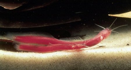 phraetobius_sp(1)1.jpg phraetobius_sp(1)1.jpg