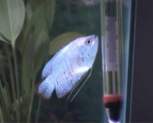 loner_bluegourami.jpg