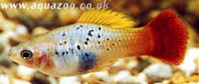 sunset variatua platy.jpg