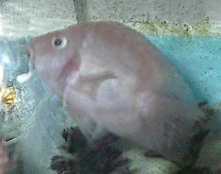 parrot02.jpg