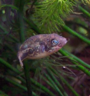 fwpuffer2.jpg