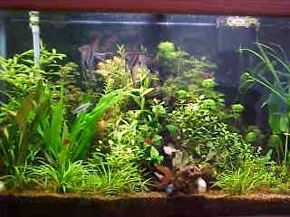 plants1.jpg
