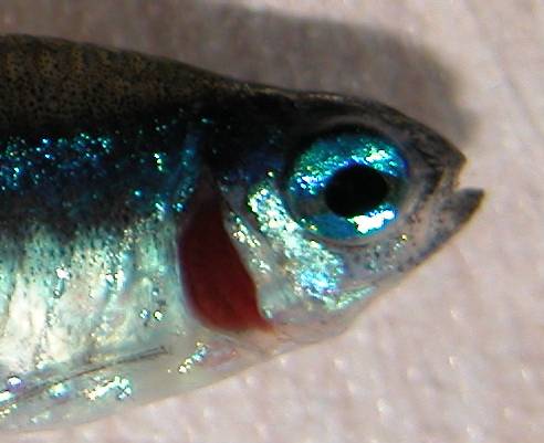 neon_closeup.jpg neon_closeup.jpg