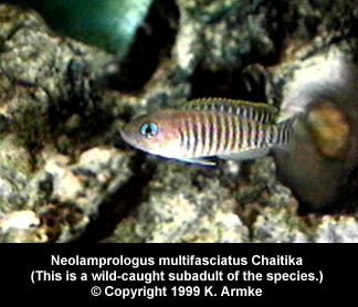 neo_multifasciatus_chaitika.jpg