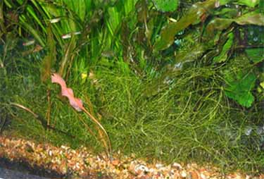 grass5.jpg grass5.jpg