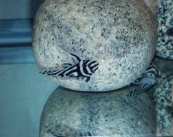 h.zebra9.5.jpg