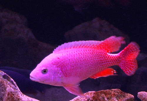 cichlid.jpg