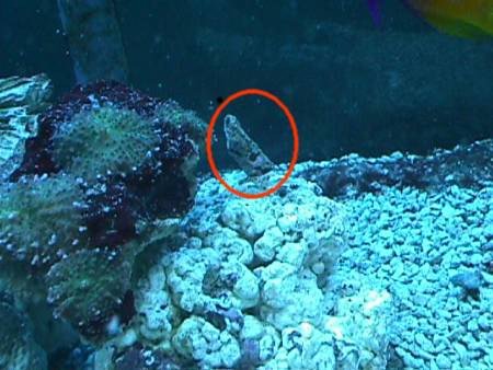 coral hermit.jpg
