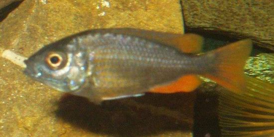 unknown cichlid.jpg