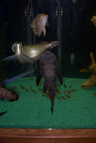 tank1.jpg