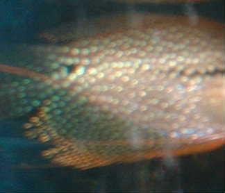 gourami_fin.jpg