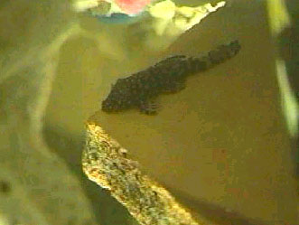 bristlenose.jpg