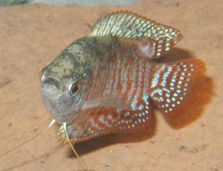 mdwarfgourami.jpg