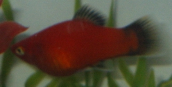 red_platy_2.jpg