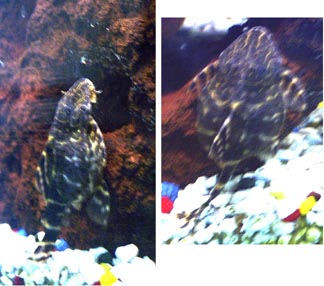 pleco2.jpg