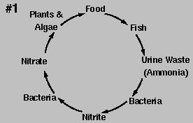 cycle1.jpg