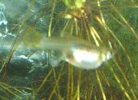 pregnant_guppy.jpg