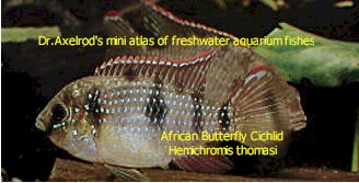 african_butterfly_cichlid_-_hemichromis_thomasi.jpg