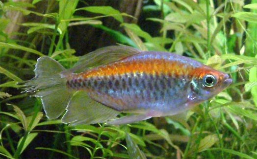 congotetra.jpg