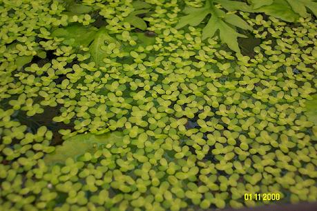 duckweed at surfacecrop.jpg
