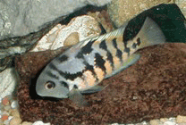 unknown-archo_crypto.gif unknown-archo_crypto.gif