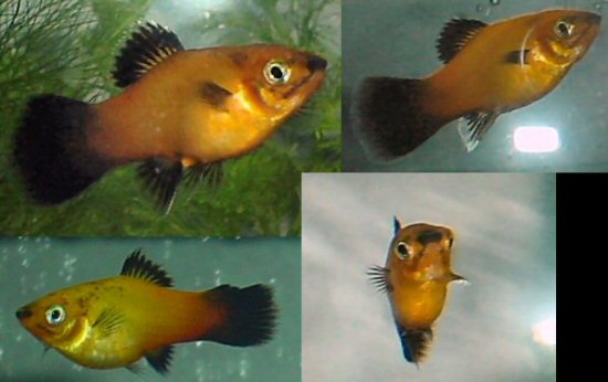 platy.jpg