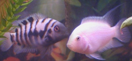 convicts1.jpg