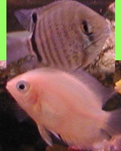severums.jpg