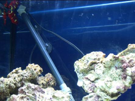 scared fish.jpg scared fish.jpg