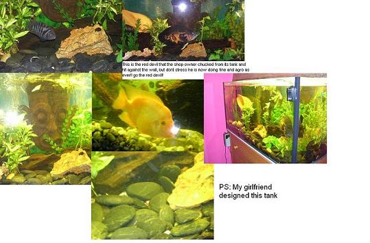 my tank!.jpg