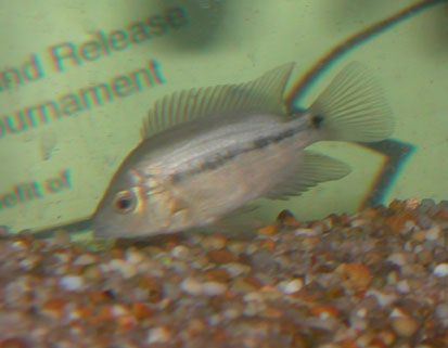 mysterfish.jpg