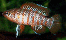 badis-scarlet2.gif