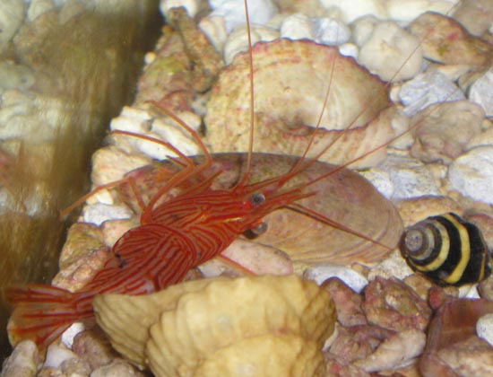 dying shrimp.jpg